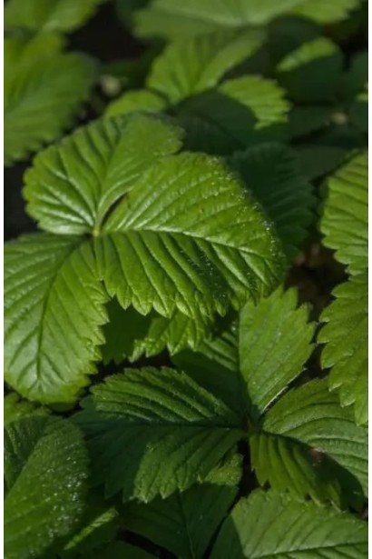 Велике яскраво-зелене листя полуниці Гігантела 